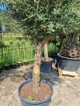 Olivenbaum Hojiblanca 290cm - genau diesen abgebildeten - Nr.267