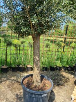 Olivenbaum Hojiblanca 290cm - genau diesen abgebildeten - Nr.268