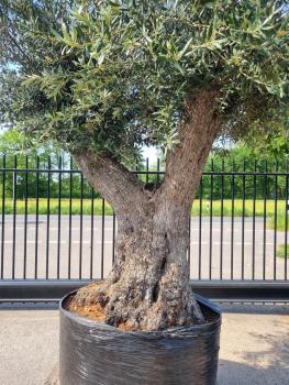 Mega großer Olivenbaum 350cm  - Genau dieser steht zum verkauf.