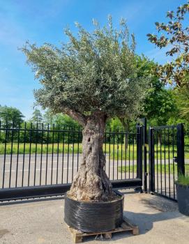 Mega großer Olivenbaum 350cm  - Genau dieser steht zum verkauf.