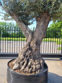 Mega großer Olivenbaum 300cm  - Genau dieser steht zum verkauf.