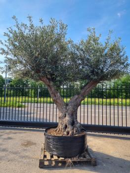 Mega großer Olivenbaum 320cm  - Genau dieser steht zum verkauf.