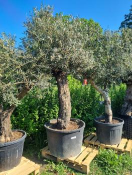 Olivenbaum 260cm - mit hohem Stamm (85 Jährig) Olivenbaum kaufen.