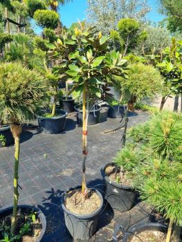 Magnolia-grandiflora--Little-Gem--150cm