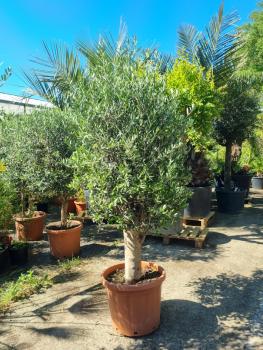 Olivenbaum-olea-europaea-282