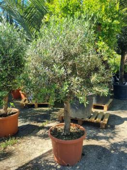 Olivenbaum-olea-europaea-283