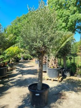 Olivenbaum-Nr-295