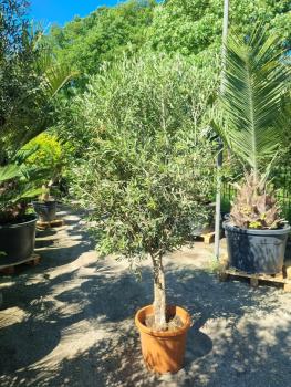 Olivenbaum-olea-europaea-297