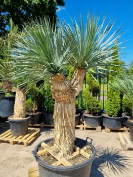 Yucca Rostrata mit 3 Köpfe - 220cm - 115cm Stamm - genau diesen im Bild.