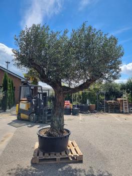 Olivenbaum 300cm mit extra hohem 190cm Stamm Nr.305