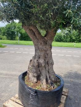 Mega Olivenbaum 300cm - um die 180 Jahre Alt.