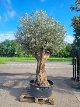 Olivenbaum-mega-Nr-319-2