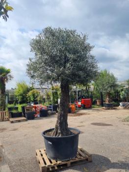 Olivenbaum 310cm - mit hohem Stamm (90 Jährig) Olivenbaum kaufen.