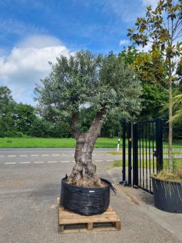 Olivenbaum nähe Düsseldorf kaufen