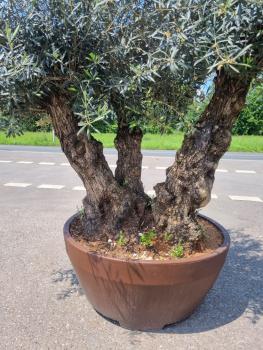 Olivenbaum Hojiblanca im Dekotopf Nr.2 - genau diesen abgebildeten.