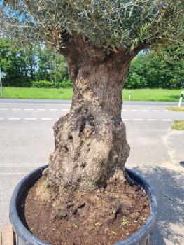 300cm hoher Olivenbaum um die 160 Jahre alt - genau dieser steht zum kauf.