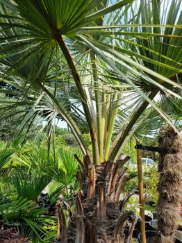 Brahea armata Palme 260cm - Blaue Hesperidenpalme - genau diesen.