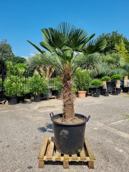 Hanfpalme-Trachycarpus-Wagnerianus-6
