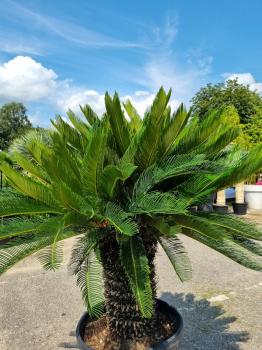 2 Köpfige Cycas Revoluta 190cm - XXL Palmfarn - Japanische Sagopalme Nr.2