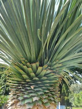 Yucca Rostrata mehrköpfige - 280cm - 150cm Stamm - genau diesen im Bild.