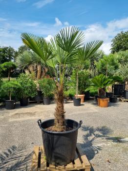 Hanfpalme-Trachycarpus-Wagnerianus-11