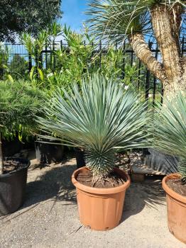 Yucca-Rostrata-1