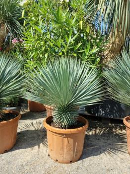 Yucca-Rostrata-5