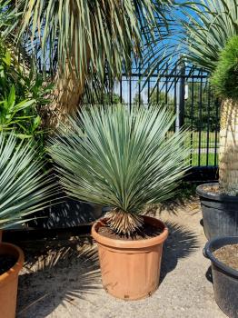 Yucca-Rostrata-6