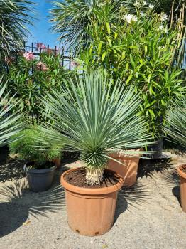 Yucca-Rostrata-10