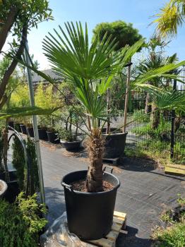 Hanfpalme-Trachycarpus-Wagnerianus-24