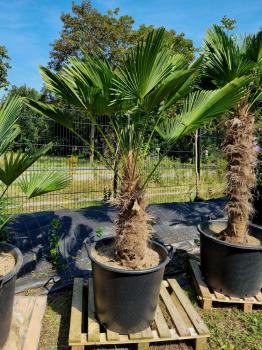 Hanfpalme-Trachycarpus-Wagnerianus-32