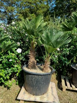 Hanfpalme-Trachycarpus-Wagnerianus-42