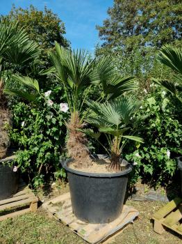 Hanfpalme-Trachycarpus-Wagnerianus-44