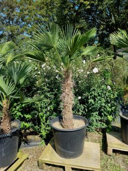 Hanfpalme-Trachycarpus-Wagnerianus-46