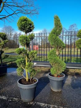 2xGartenbonsai