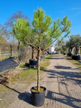 Pinus-Pinea-Nr-P5