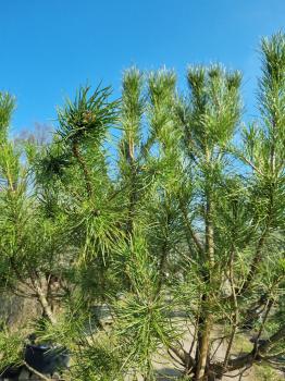 Pinus Pinea in nrw kaufen - www.Plantaplaza.de