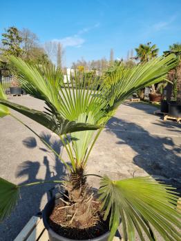 Winterharte Hanfpalme Trachycarpus 160cm ↑ genau diesen ↑ Wagnerianus Nr.186