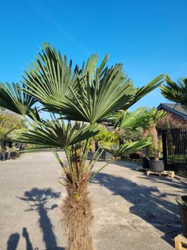 Winterharte Hanfpalme Trachycarpus 220cm ↑ genau diesen ↑ Wagnerianus Nr.174