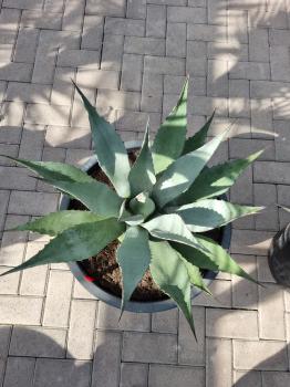 Winterharte XXL Agave Neomexicana ↑ genau die Agave im Bild ↑  Nr.5