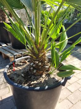 Chamaerops Vulcano zwergpalme 120cm Nr.V8