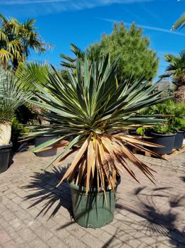 Yucca-Gloriosa-variegata-2