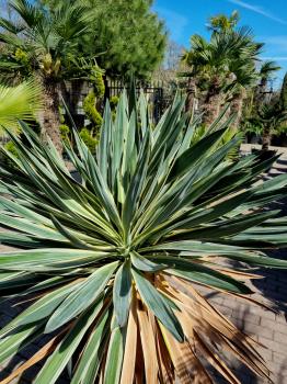 Yucca gloriosa variegata 160 cm XL - genau diesen im Bild.