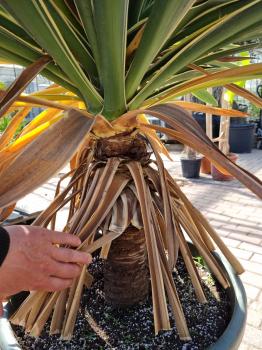 Yucca gloriosa variegata 160 cm XL - genau diesen im Bild.