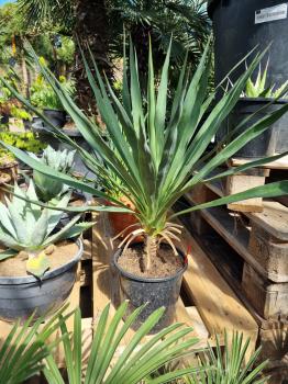 Yucca-recurvifolia-Nr1