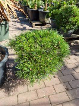 Pinus nigra Pierrick Bregeon® - Kugelpinie kompakt - genau diesen Br.10