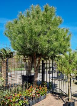 Inspiration Pinus Pinea
