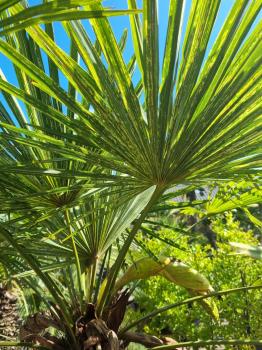 Trachycarpus Fortunei Variegata 200 cm - Genau diesen Nr.196