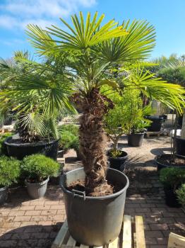 Trachycarpus Fortunei Variegata 200 cm - Genau diesen Nr.196