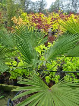 Winterharte Hanfpalme Trachycarpus 145cm ↑ genau diesen ↑ Wagnerianus Nr.199